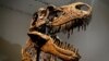 فسیل اسکلت دایناسور ۷۶ میلیون ساله در شهر نیویورک به حراج گذاشته می‌شود