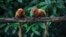 Golden lion tamarins sit on a tree branch in the Atlantic Forest in Silva Jardim, state of Rio de Janeiro, Brazil, April 15, 2019.