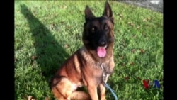 美俄两国向法国捐赠警犬