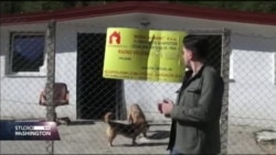 AZIL U PRAČI: Boksovi krvavi, pasa nigdje