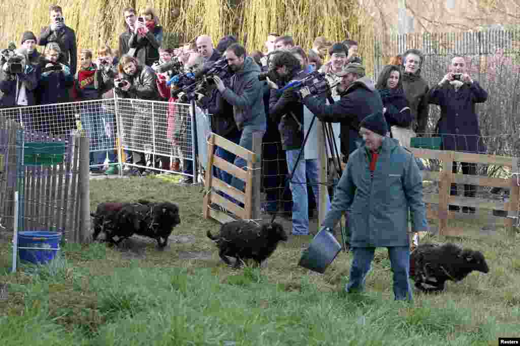 Wartawan meliput kedatangan empat ekor domba untuk peluncuran percobaan &#39;mengendalikan rumput&#39; yang ramah lingkungan, dengan menggunakan sekelompok domba Ouessant dalam lapangan rumput seluas 2000 m2 di Paris, Perancis.
