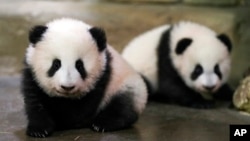 FILE - In this photo provided by Zooparc de Beauval, twin panda cubs Yuandudu and Huanlili take their first steps in public, at the Beauval Zoo in Saint-Aignan-sur-Cher, France, Dec. 11, 2021. (Zooparc de Beauval via AP)