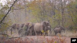 Kawanan gajah tampak berada di jalanan di area konservasi Save Valley di Zimbabwe, pada 11 Juli 2024. (Foto: AP/Tsvangirayi Mukwazhi)