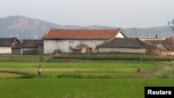 지난 6월 북한 평안북도 신의주 압록강 유역 논에서 농부들이 일하고 있다.