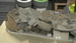 Sea Monster Swam the Oceans 170 Million Years Ago