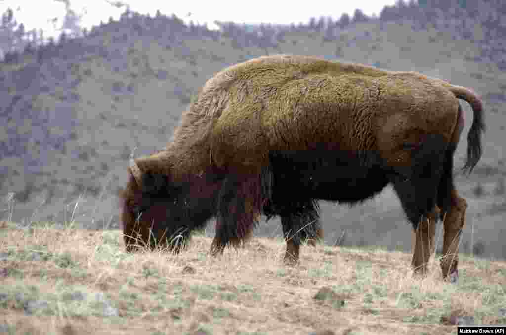 Congress Bison