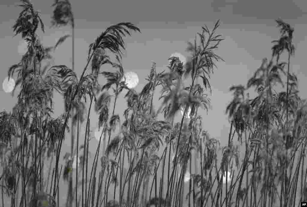 Hoarfrost covers dried plants seen on a frozen lake near the village of Druzhnyi, 35 kilometers southeast of Minsk, Belarus.