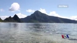 适应地球升温的珊瑚