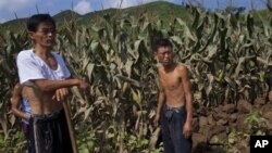 지난 2012년 8월 북한 평안남도 성천군 옥수수 밭이 홍수 피해를 입었다. (자료사진) 