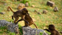 የሰሜን ብሔራዊ ፓርክ ቃጠሎ ጠፋ