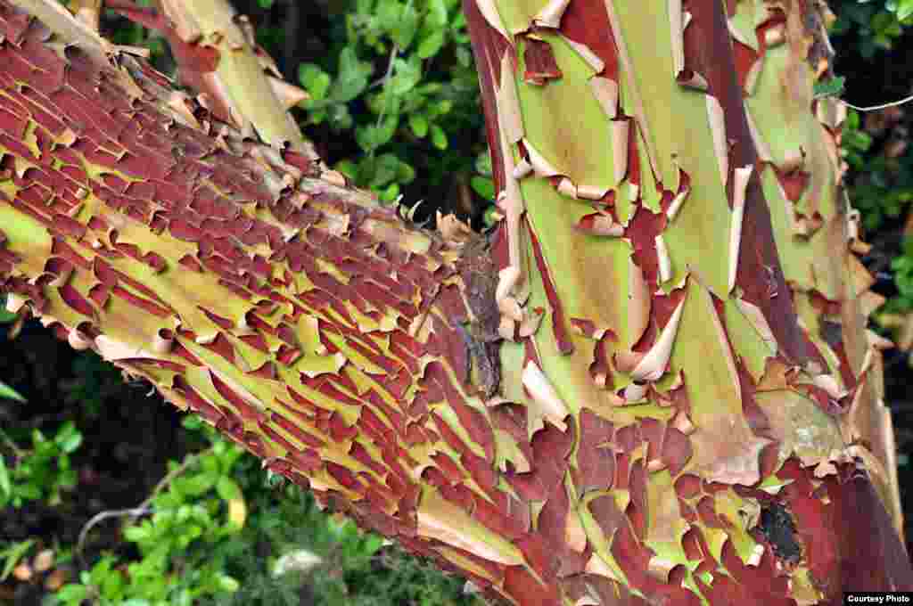 The bark of the Arbutus andrachne helps to fight off pests. (Gavri Sion)