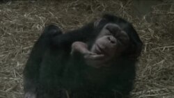 专家称中国成黑猩猩非法贸易最大目的地