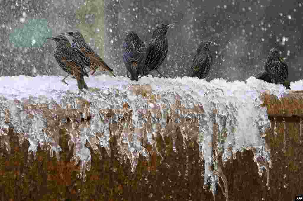 2019年1月11日在纽约布莱恩特公园的冷冻喷泉中，鸟儿玩耍。