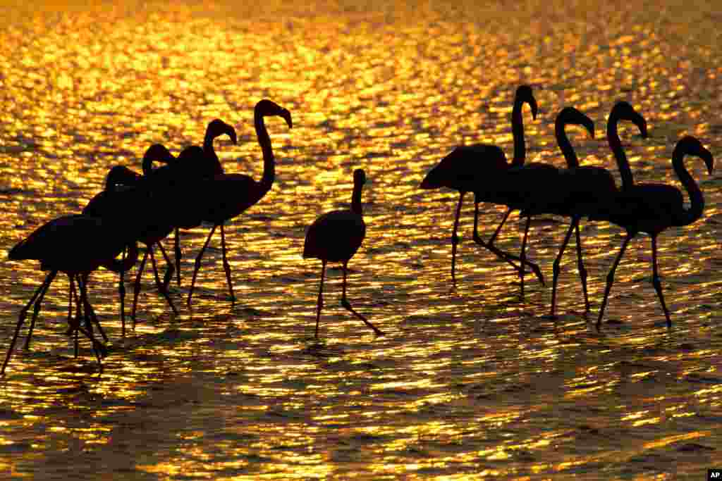 火烈鸟（Flamingos）2018年11月8日在以色列的一个池塘里寻找食物。