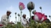 Afghan farmers work at a poppy field in Jalalabad province, May 5, 2012. 