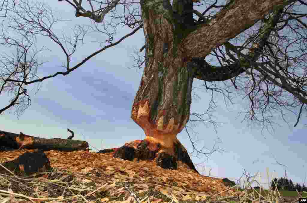 Sebuah pohon hampir roboh akibat batangnya digerogoti oleh berang-berang di dekat kota Lengenwang, Jerman selatan.