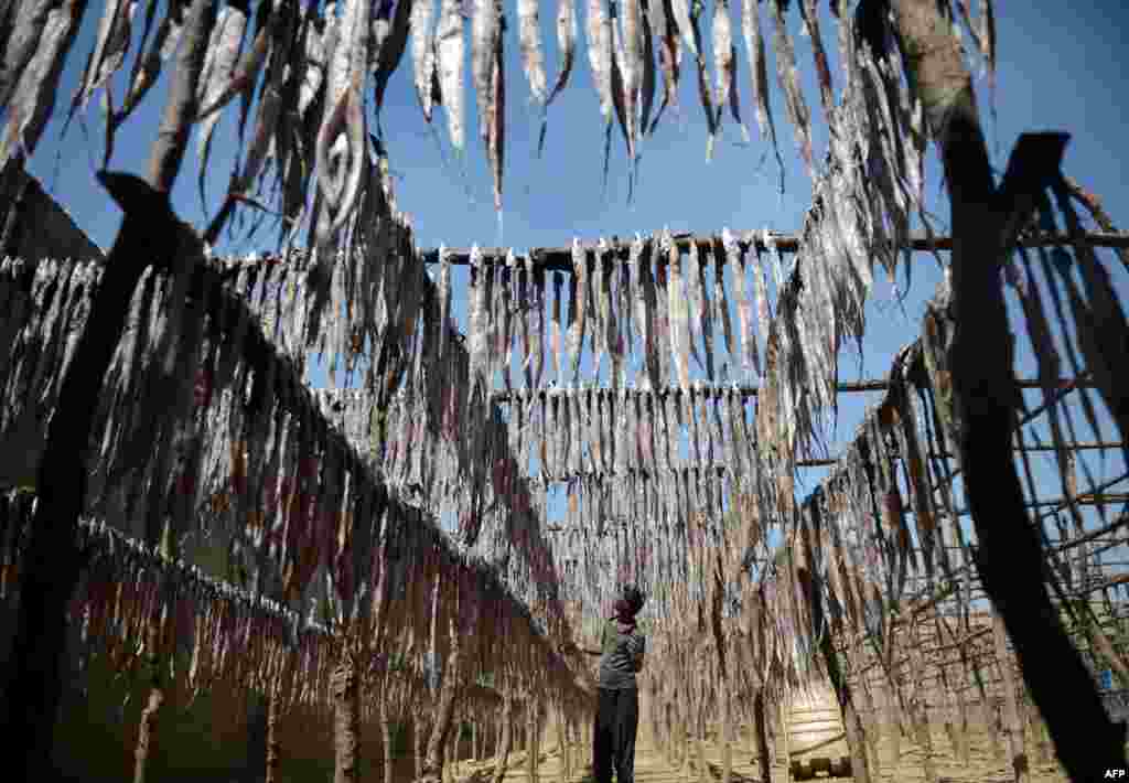 Seorang nelayan Pakistan menggantung ikan untuk dikeringkan di Karachi. 