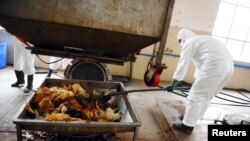 2013年4月16日在广州的一个处理厂卫生工作人员处置未受感染的死鸡。