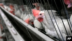 Wata Cuta Da Ake Dauka Daga Naman Kaji