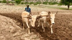 ሓረስቶት ክልል ትግራይ ብምኽንያት ለበዳ ቫይረስ ኮሮና ፍርያቶም ናብ ዕዳጋ ከቕርቡ ብዘይምኻኣሉ ይገልጹ