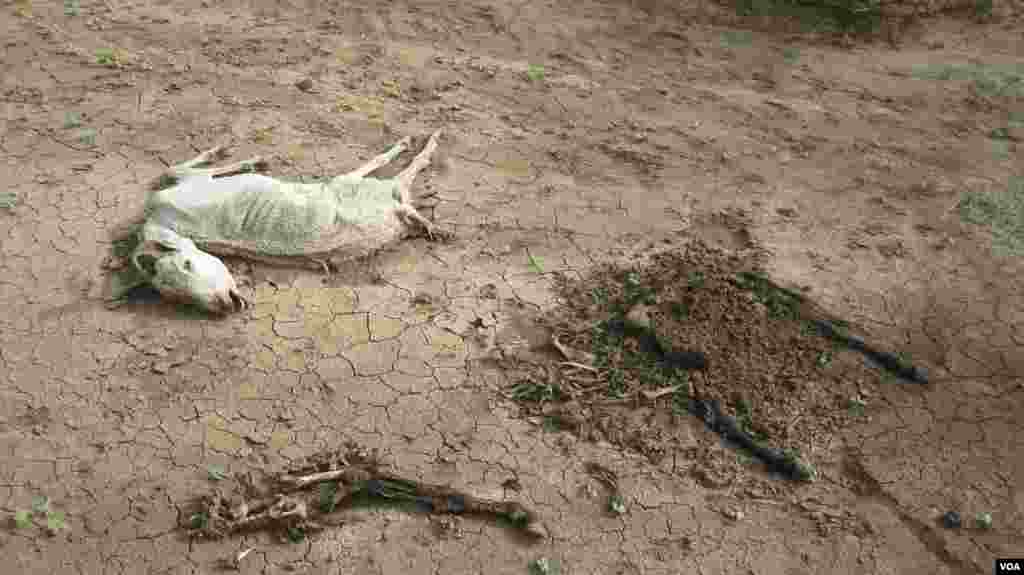 សត្វពាហនៈ​និង​ពពែ​ដែល​ស្លាប់​ដោយ​សារ​គ្រោះ​រាំង​ស្ងួត។