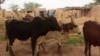 A Koutougou, des bœufs qui cherchent où partir, Ouagadougou, le 22 août 2019 (VOA/Lamine Traoré)