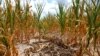 Burnt stalks lie on the ground among rows of corn damaged by drought in a parched field in Louisville, Ill. on Monday, July 16, 2012. 