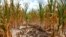 Burnt stalks lie on the ground among rows of corn damaged by drought in a parched field in Louisville, Ill. on Monday, July 16, 2012. 
