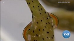 Regenerative Sea Slug Offers Distant Hope for Humans 