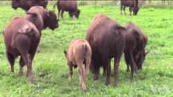 野牛让天然草原得到恢复