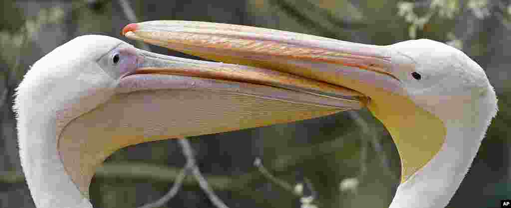 Dua burung Pelican bermain di kebun binatang di kota Dresden, Jerman.