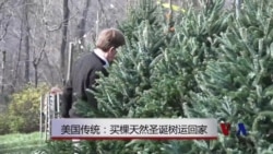 美国传统：买棵天然圣诞树运回家