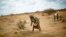 Somalia Famine Deaths (File)