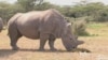 Conservationists Use Science to Preserve Rare Species of Rhino