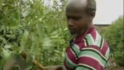 “Jimaan Ooyruu Bunaa Dhuunfachaa Jira” Awwadaayitti ooyruun bunaa dhaloota irraa dhalootatti darbaa ture, amma jimaadhan bakka bu’aa jira.