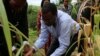 FILE - African Development Bank President Akinwumi Adesina, recipient of the 2017 World Food Prize, inspects plants.