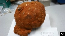 This undated image provided by Amos Winter shows a sponge from the Caribbean. (Courtesy of Amos Winter via AP)