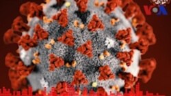 ኣብ ኢትዮጵያ ምልክት ኮሮና ቫይረስ ተራእዩሎም ተባሂሉ ካብ ዝተመርመሩ 576 ሰባት እቶም 555 ናጻ ኮይኖም