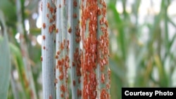 Varying stem rust epidemics on wheat stems (Photo: Evans Lagudah & Zakkie Pretorius)