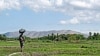 Agriculture Short-Changed in Haiti's Post-Quake Recovery