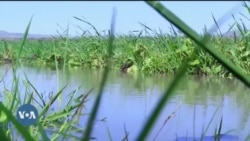 Itiyoophiyaa Keessatti Oomisha Qamadii ol Kaasuuf Qonnaan Jal’isii Jalqabame  