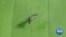 Brazilian Researchers Modernize Mosquito Traps