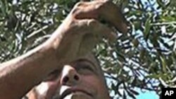 萨玛拉在采摘橄榄