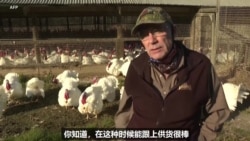 疫情下的感恩节 美国火鸡销量增长