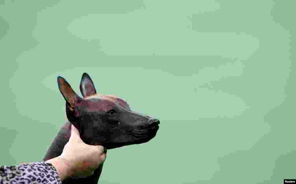 一头墨西哥无毛犬2013年2月11日在纽约麦迪逊广场花园举行的第137届威斯敏斯特养犬俱乐部狗展非运动类犬比赛中接受评审。