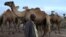 FILE - A camel herder stands with his stock near Borama, Somalia, April 16, 2016. Recently, al-Shabab militants have taken to killing farmers and stealing their livestock.