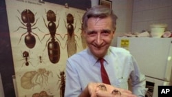 Edward Osborne Wilson, penulis buku 'The Ants' - bersama Bert Hölldobler - memenangi hadiah Pulitzer untuk non-fiksi (foto: dok.).