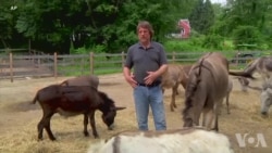 驴子可以减轻人类压力