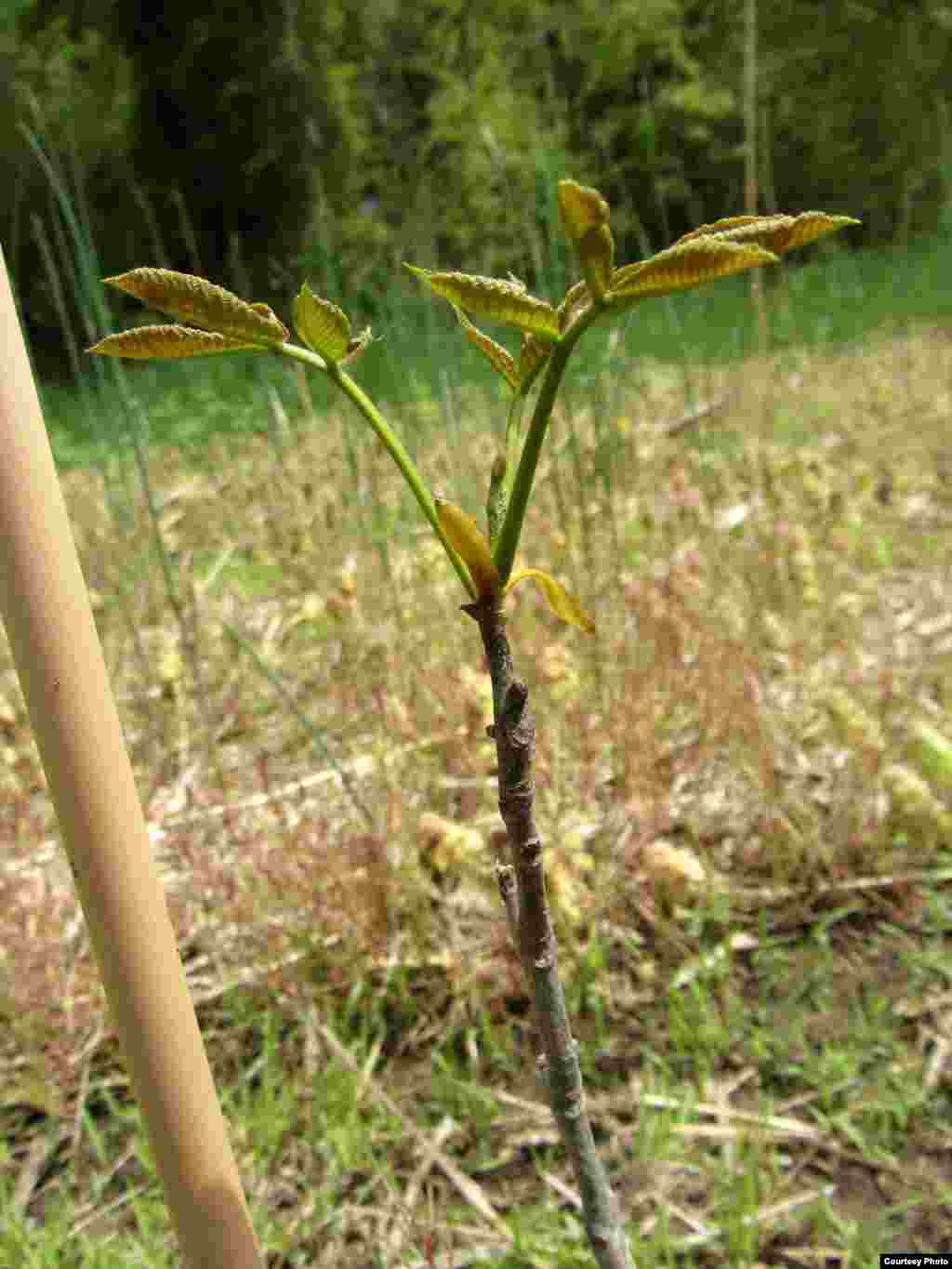 This hickory sapling is off to a healthy start in the 100-year forest project. (SERC) 