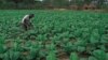 Zimbabwe Official Says Most Occupied Farms Underutilized